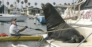 Attack Of The 800 Pound Pinnipeds World News The Guardian