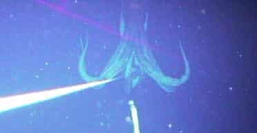 A photograph released by Dr Tsunemi Kubodera of Tokyo's National Science Museum of an 8m (26ft) long giant squid taken as it attacked bait on a longline at 900m depth off Japan's Bonin islands. Photograph: AP