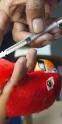 An Indonesian agriculture ministry official injects a parrot with bird flu vaccine in Jakarta. Photograph: Tatan Syuflana/AP