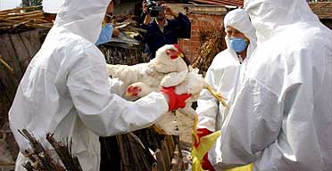 Vets collect chickens to cull in a bid to fight an outbreak of bird flu in Kiziksa village, north-west Turkey