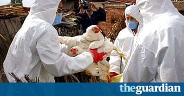 Image result for 2006 bird flu epidemic panic