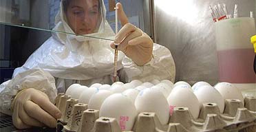 Research into the bird flu virus is carried out at the National Reference Laboratory for Avian Influenza in Italy. Photograph: Franco Tanel/EPA