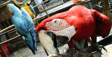 Parrots are displayed at a bird market in Jakarta. Photograph: Ed Wray/AP
