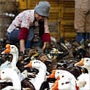A Chinese woman feeds her ducks and geese at a market in Shanghai, China October 20, 2005