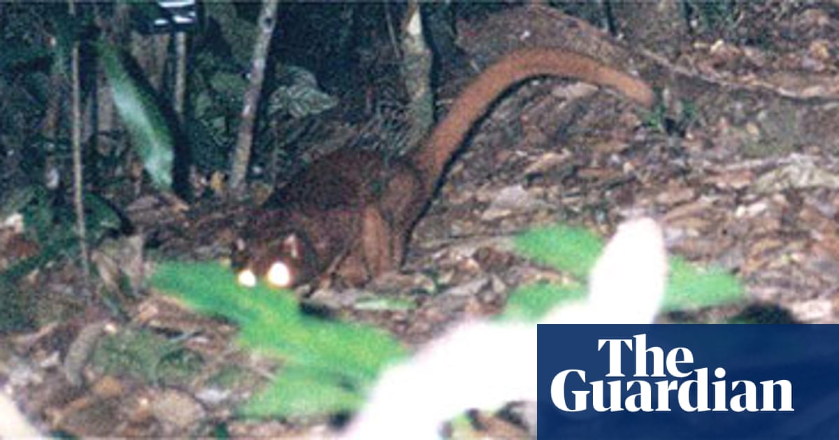 On the trail of the Borneo cat-fox | Science | The Guardian