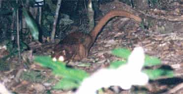on the trail of the borneo cat fox