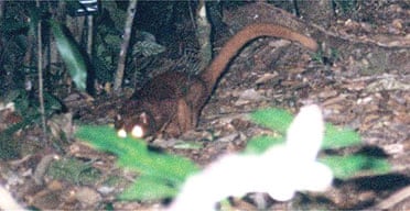 The mysterious new creature found in Borneo