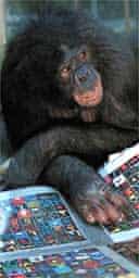  Panbanisha the communicative chimpanzee. Photograph: Georgia State University/Des Moines Register/AP