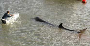 A whale swims in the Thames