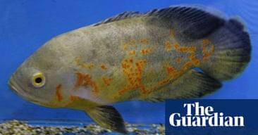 A Fish Called Allah Uk News The Guardian