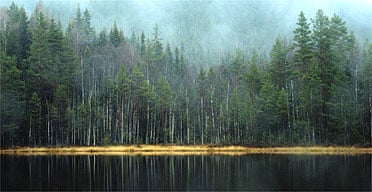Evergreen forest in Sweden