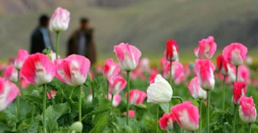 Afghan opium poppies in full bloom: Photograph: Paula Bronstein/Getty Images