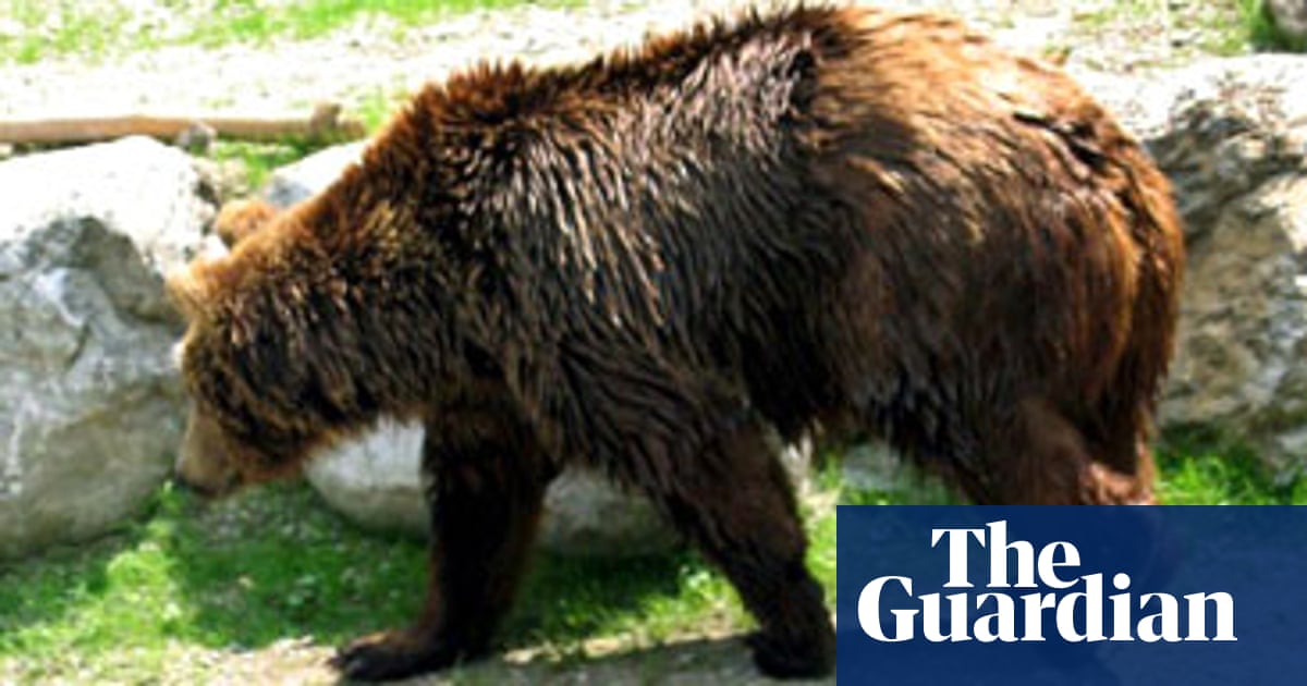 Bavarian hunters kill Bruno the bear World news The Guardian