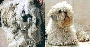 rspca shih tzu rspca reports year of shocking animal abuse uk news the guardian rspca shih tzu rspca reports year of shocking animal abuse uk news the guardian
