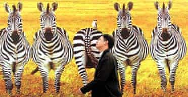 Poster of African zebra in Beijing