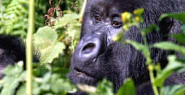A mountain gorilla - scientists estimate that as many as 5,000 may have been killed by the Ebola virus