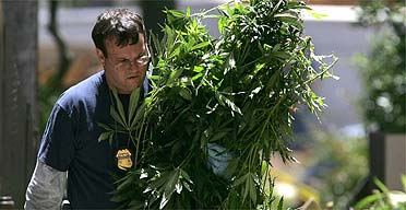A pile of marijuana plants are seized by police in San Francisco, California