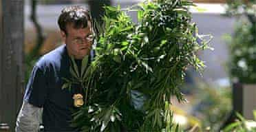 A pile of marijuana plants are seized by police in San Francisco, California