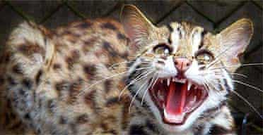 A six-month old leopard cat: one of the breeds of cat being used to interbreed with domestic cats to produce the 'designer pet' varieties, according to the Big Cats in Britain research group