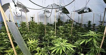A cannabis factory at a house in London