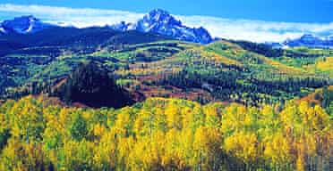 The balance of pine and aspen in White River national forest could be lost as a result of a Colorado beetle infection
