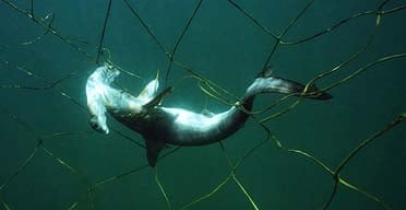 big net fishing 2007 Frabill 8425 Power Catch Game Teardrop Landing Net, 32 x 41-Inch, Premium Landing : Nets : Sports & Outdoors treated with green Net Guard preservative Big fishing net | Old