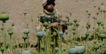 A British soldier on patrol in a poppy field in Helmand province