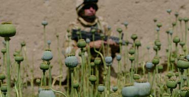 A British soldier on patrol in a poppy field in Helmand province