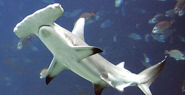 A hammerhead shark, a close relative of the bonnethead, a species which a study has found is capable of 'virgin births'
