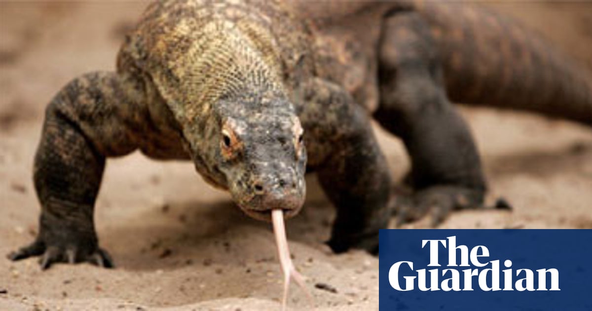 Komodo Dragon Games Free