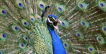 Feathers Fly As Screaming Peacocks Die Uk News The Guardian
