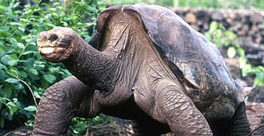 The giant Galapagos tortoise known as Lonesome George