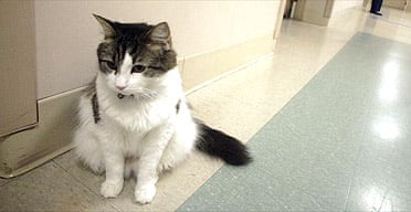 Oscar the cat, who seems to have an uncanny knack for predicting when nursing home patients are going to die