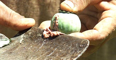 An Afghan farmer scrapes sap from a poppy bulb to make opium