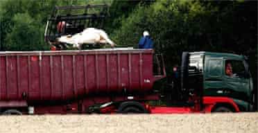 A dead cow is loaded into a lorry at the site of a foot and mouth outbreak in Surrey