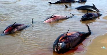 Dead dolphins washed up off the port of Jask in southern Iran