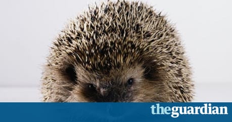 International Travel With Hedgehogs International Travel With Hedgehogs