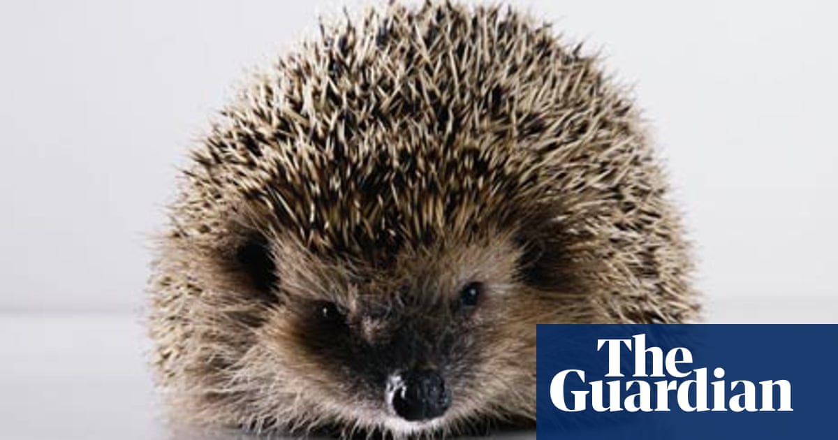 Gardens Sharp Practices To Encourage Hedgehogs Life And Style