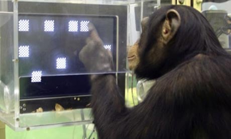 A chimpanzee named Ayumu takes a memory test at the Primate Research Institute in Kyoto, Japan