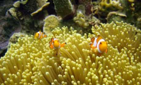 Clownfish swim in Indonesia
