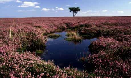 Peat bog in the North York Moors