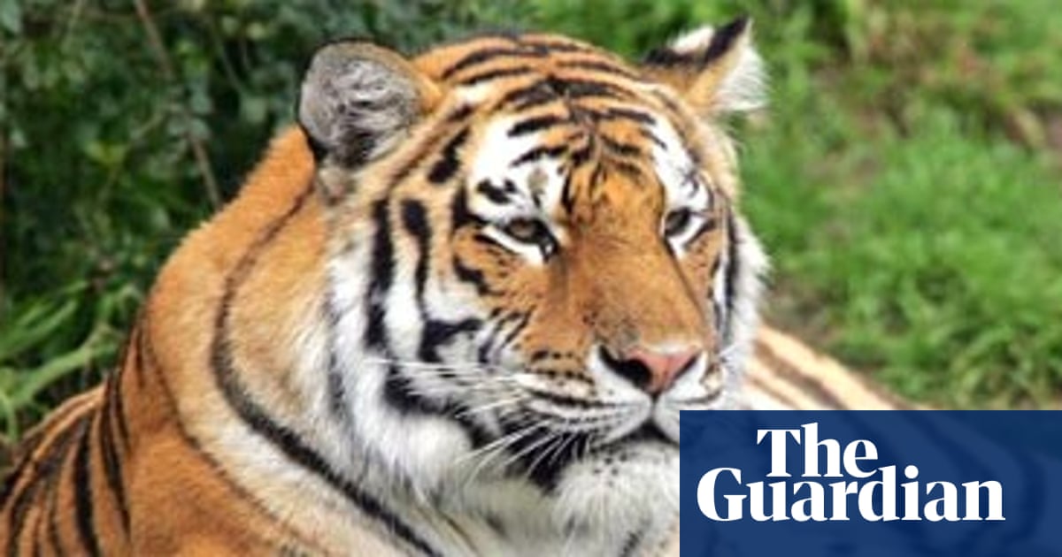 Victims Taunted Tiger Before It Killed Zoo Visitor World News