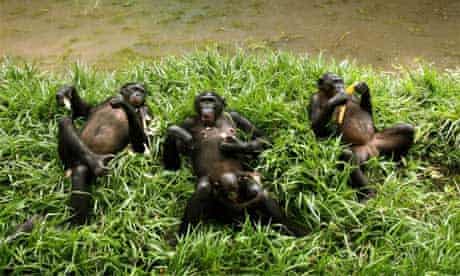 Bonobos or pygmy chimps