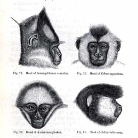 It Ain T Necessarily So Charles Darwin The Guardian It Ain T Necessarily So Charles Darwin The Guardian