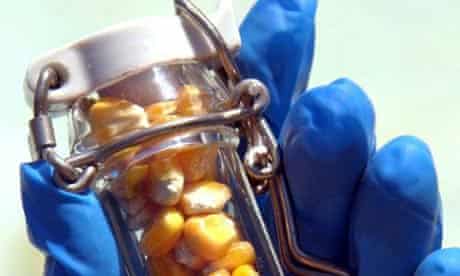 A test tube containing GM corn