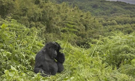 A mountain gorilla in Rwanda