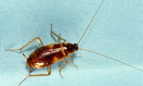 A cockroach