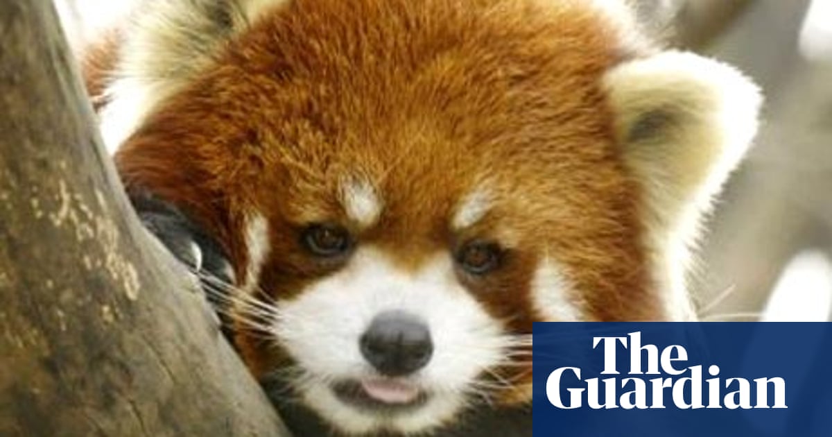 Is It A Fox No It S A Rare Red Panda Wildlife The Guardian Is It A Fox No It S A Rare Red Panda Wildlife The Guardian
