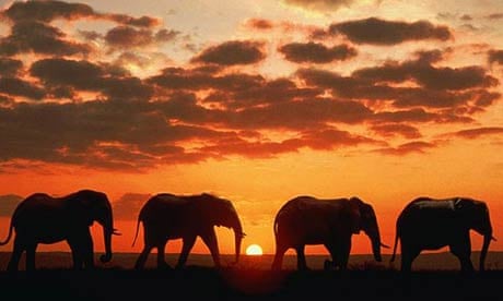 An elephant herd at Kruger National Park