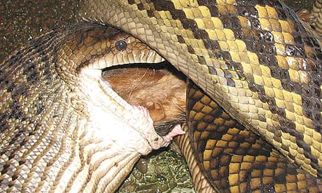 Python stalked family pet before swallowing it whole | World news | The ...